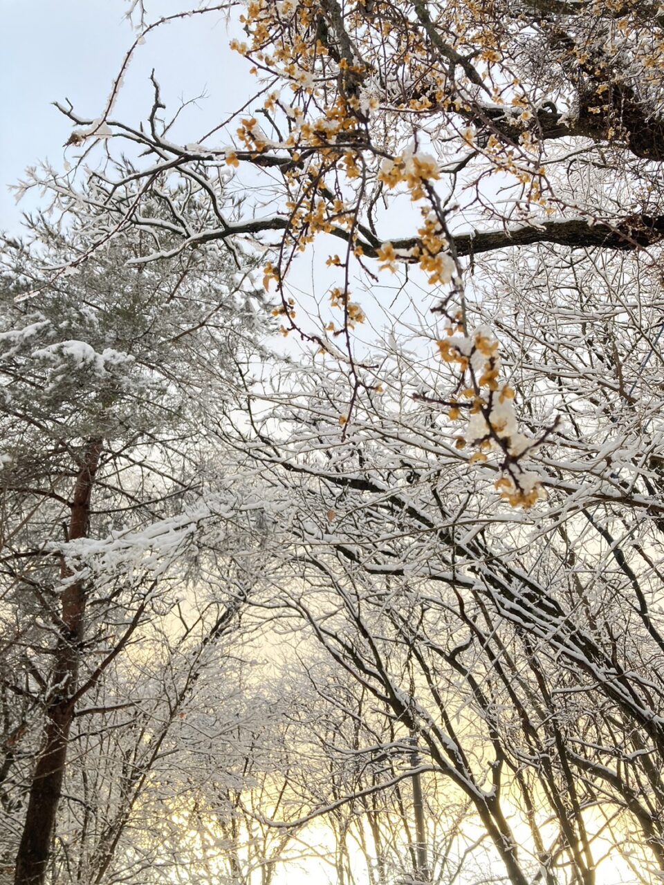 積雪＆除雪