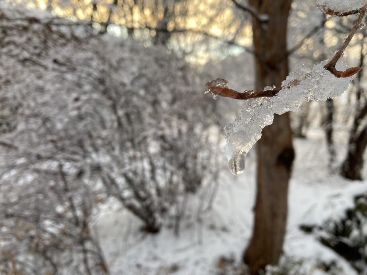 積雪＆除雪