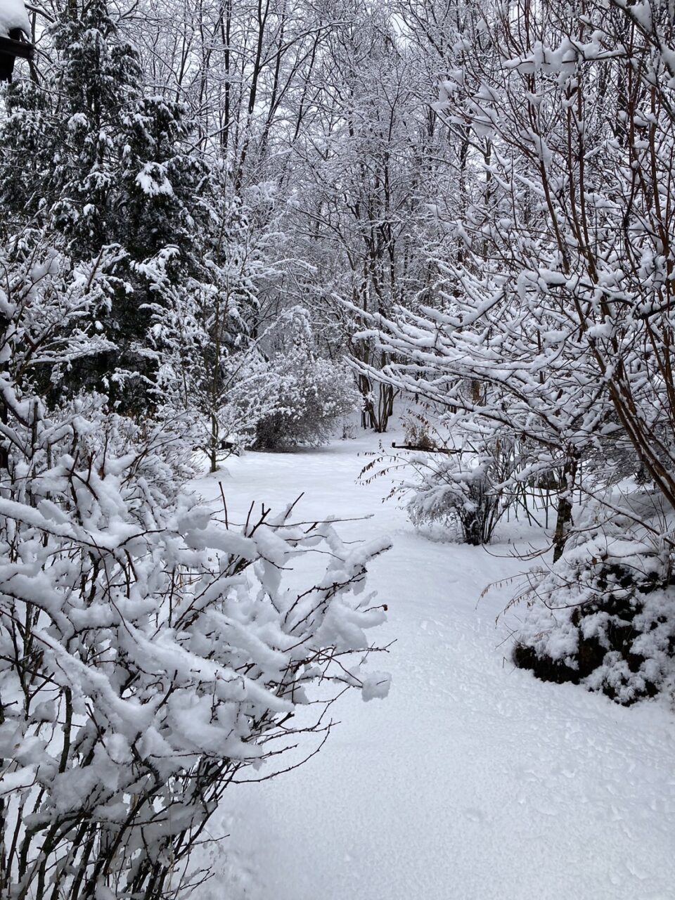 積雪＆除雪