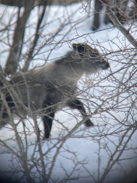 ニホンカモシカ