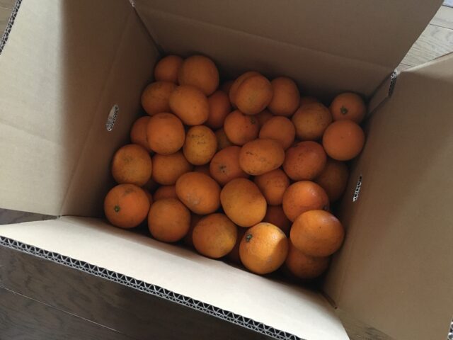 清見オレンジを箱買い