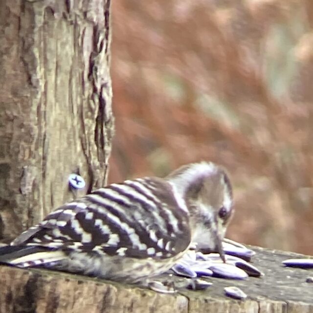 3月に庭に来た鳥など