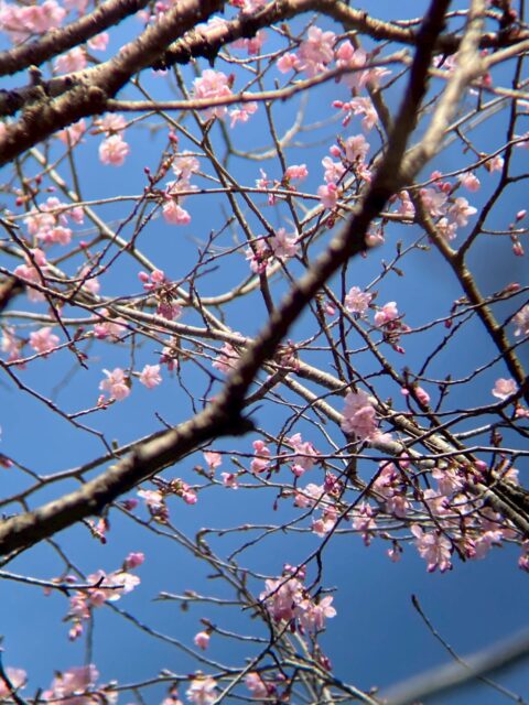 庭の桜