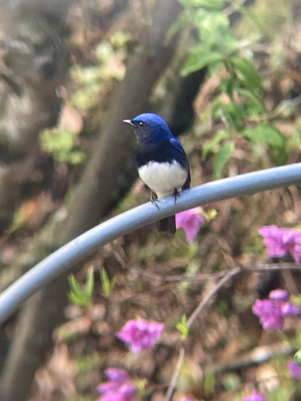 オオルリ