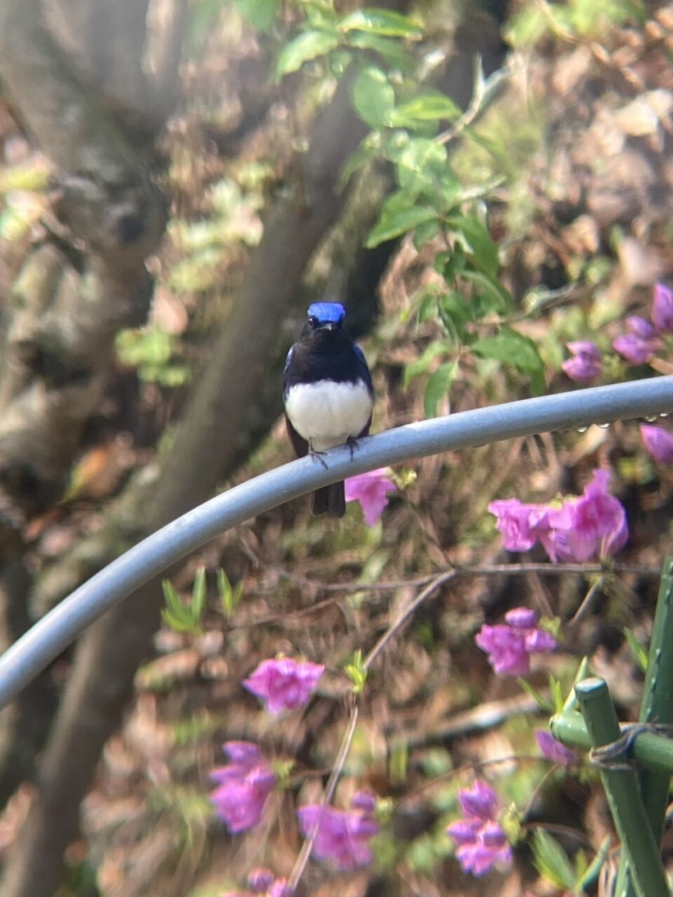 オオルリ