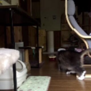 お弁当を食べる猫