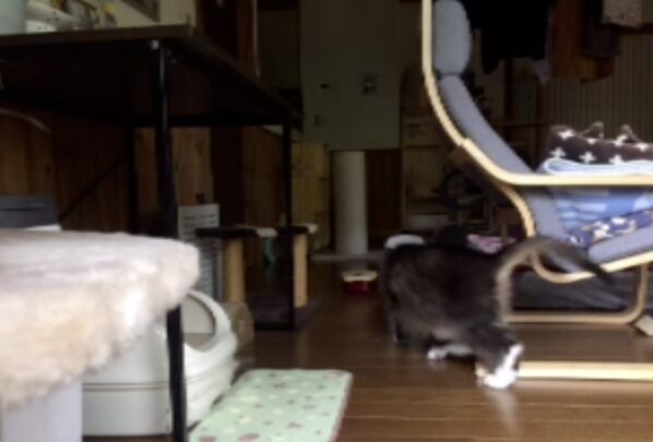 留守番中にお弁当を食べる猫