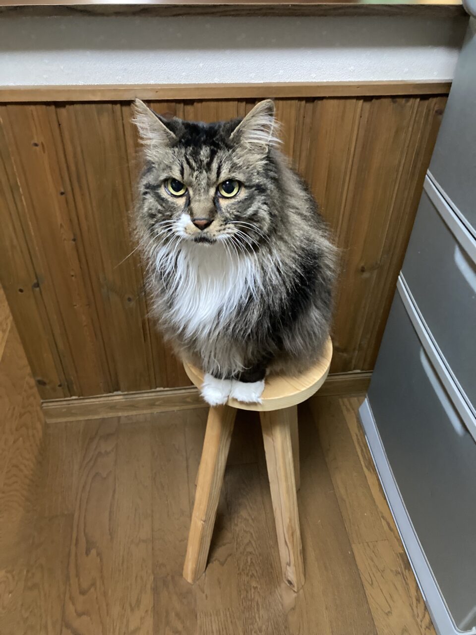 大きな猫