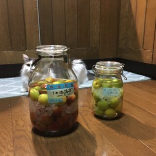 梅酒づくり