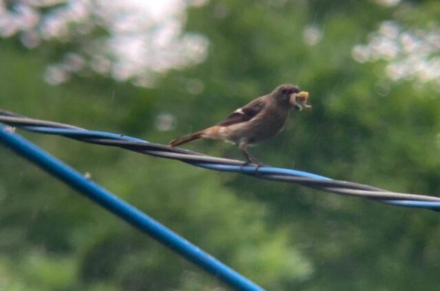 ジョウビタキが薪棚で巣作り