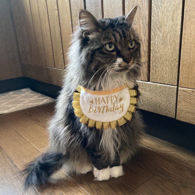 大きな猫の勤続10周年