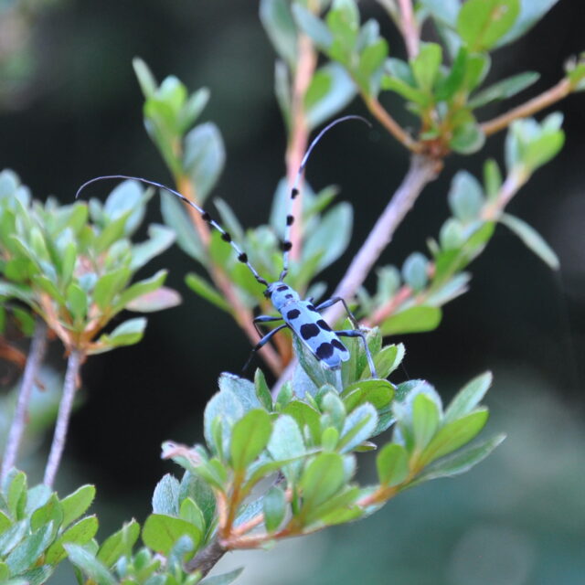 グミの木の剪定・ルリボシカミキリ・カラスアゲハ