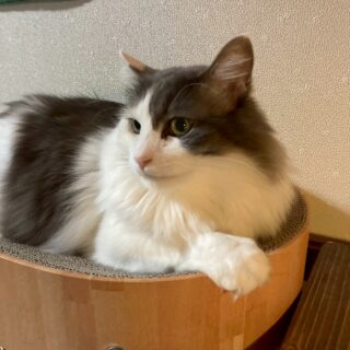 白い猫の二周年記念