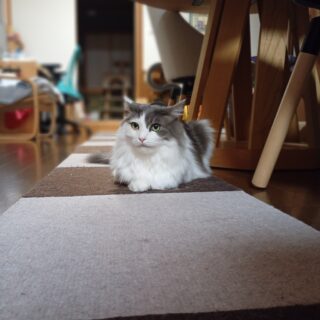 猫の転倒防止用にタイルカーペットを敷設