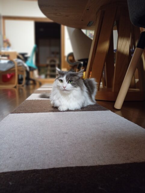 猫の転倒防止用にタイルカーペットを敷設