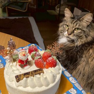 薪ストーブの火入れ初め