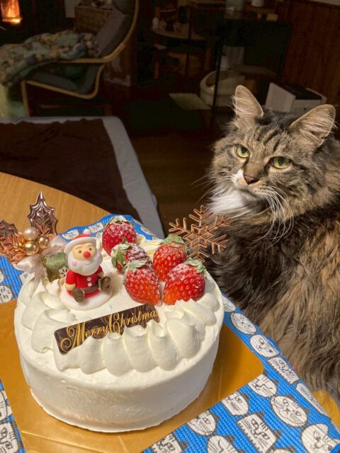 薪ストーブの火入れ初め