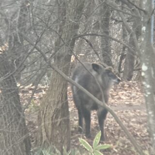 ニホンカモシカ