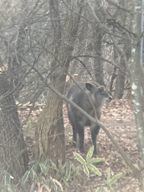 ニホンカモシカ