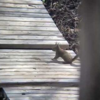 庭を散策するニホンリス