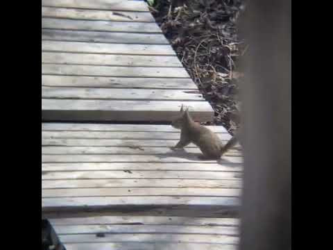 庭を散策するニホンリス