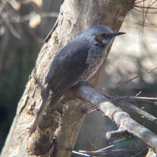 カエデの樹液が好きなヒヨドリ