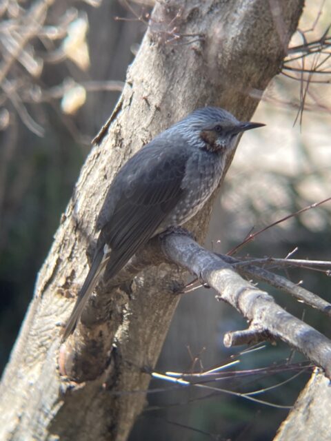 カエデの樹液が好きなヒヨドリ