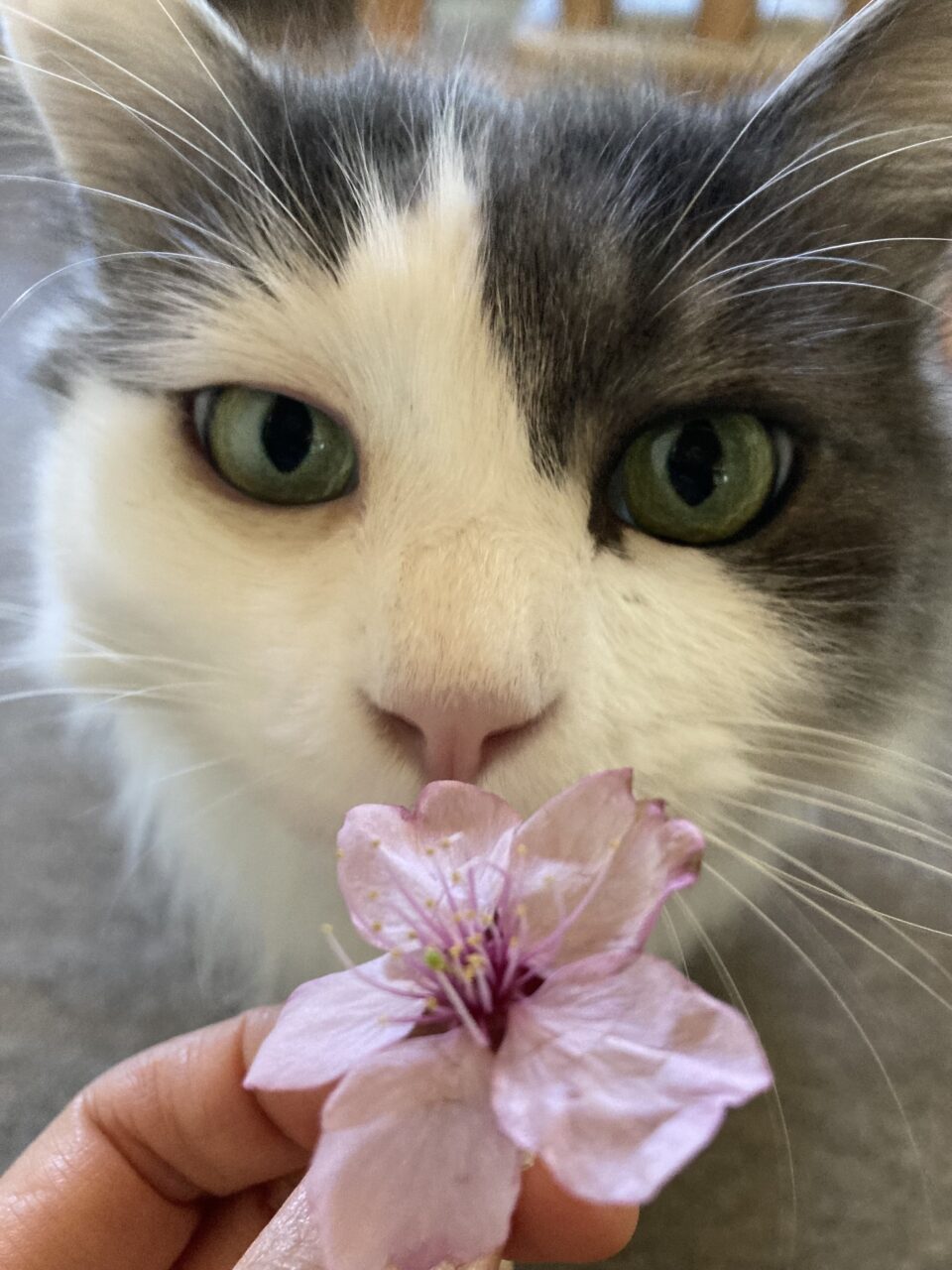 白い猫と桜
