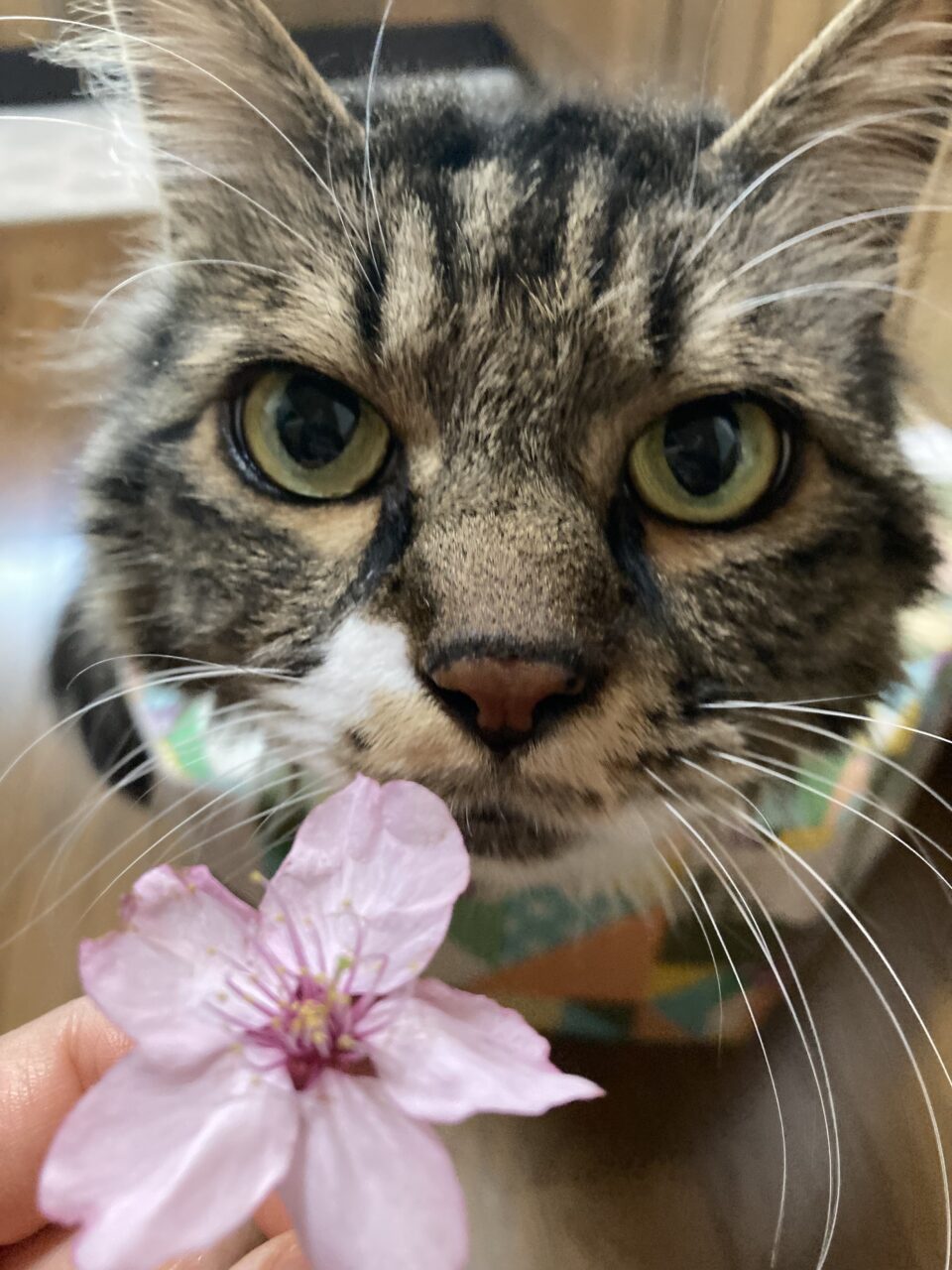 大きな猫と桜