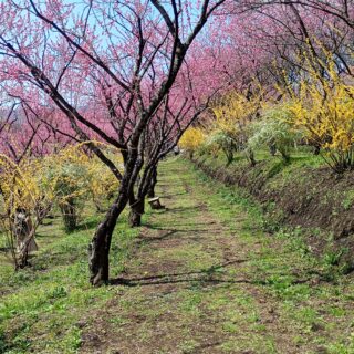 中之条ガーデンズ「花桃の丘まつり」