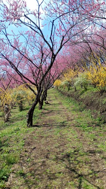 中之条ガーデンズ「花桃の丘まつり」