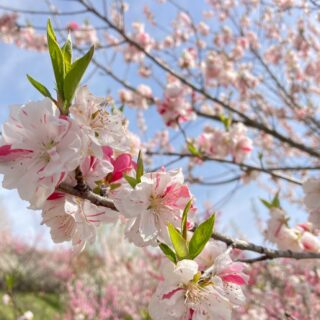 中之条 花楽の里