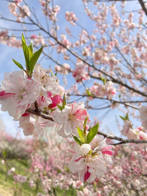 中之条 花楽の里