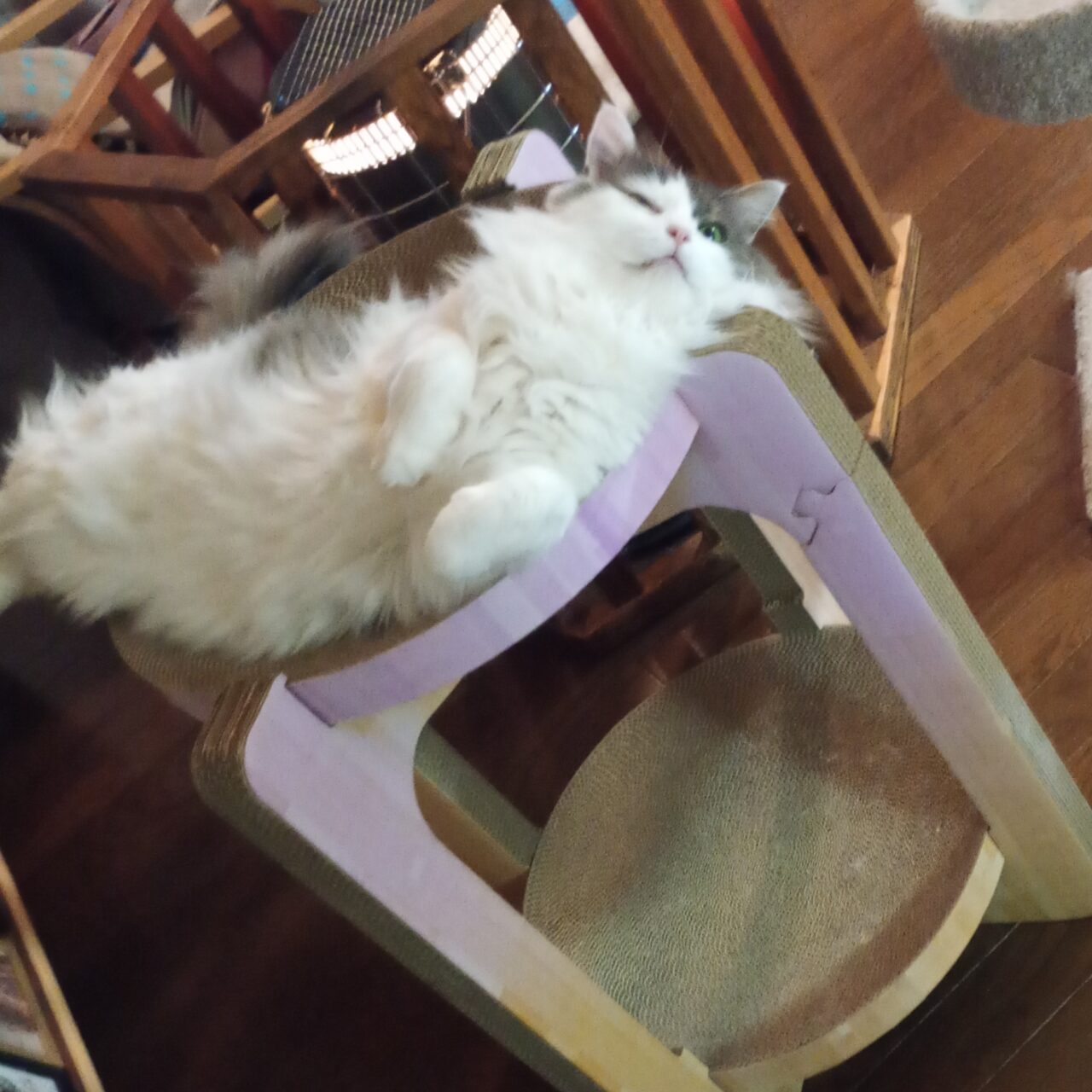 白い猫