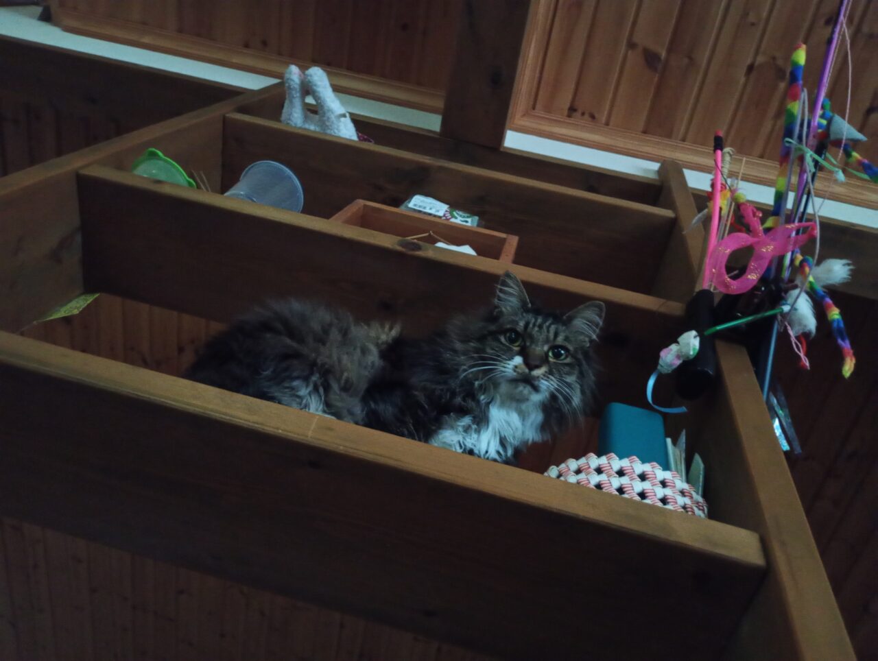 大きな猫