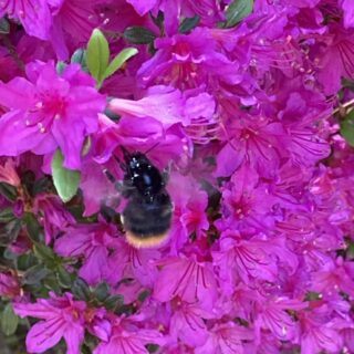 マルハナバチの蜜集め