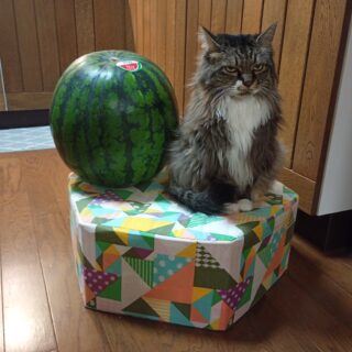 10kgのスイカと6kgの猫