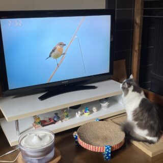 テレビを見る猫