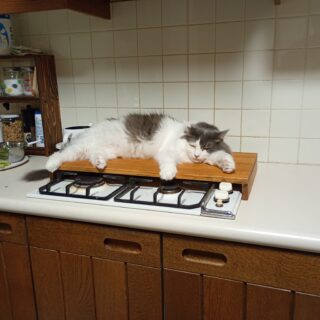 ガスコンロカバーの上で寝る猫
