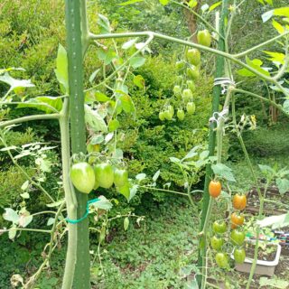 2026年の家庭菜園